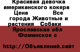 Красивая девочка американского кокера › Цена ­ 35 000 - Все города Животные и растения » Собаки   . Ярославская обл.,Фоминское с.